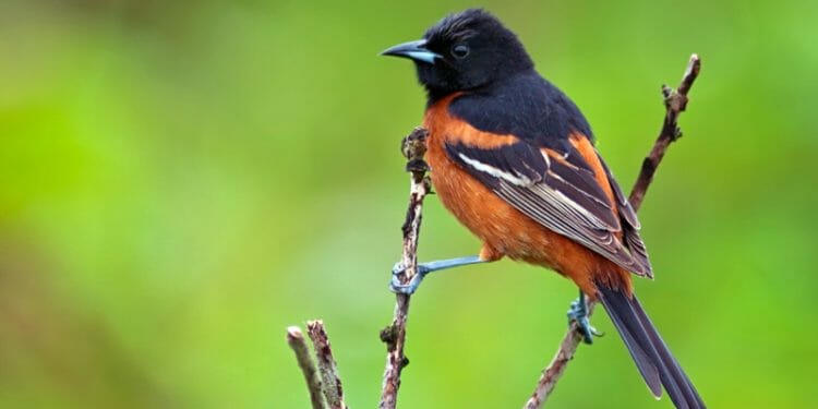 15 Birds That Are Orange And Black [Pictures & Guide] - Birdwatching ...