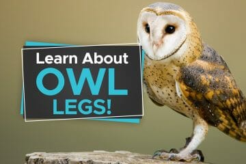 owl legs