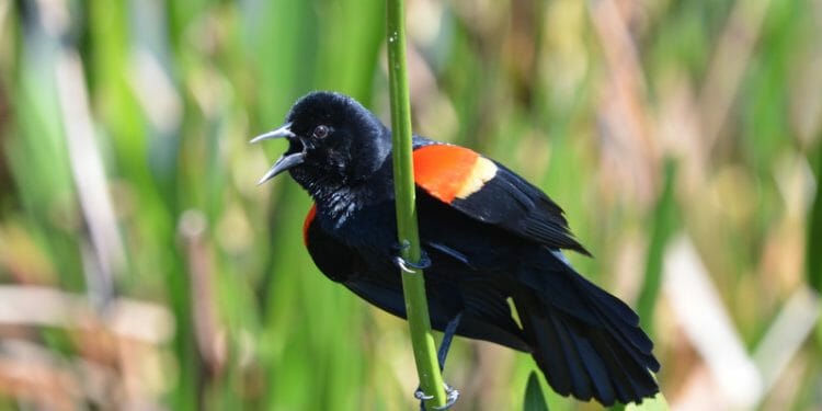 15 Birds That Are Orange And Black [Pictures & Guide] - Birdwatching ...