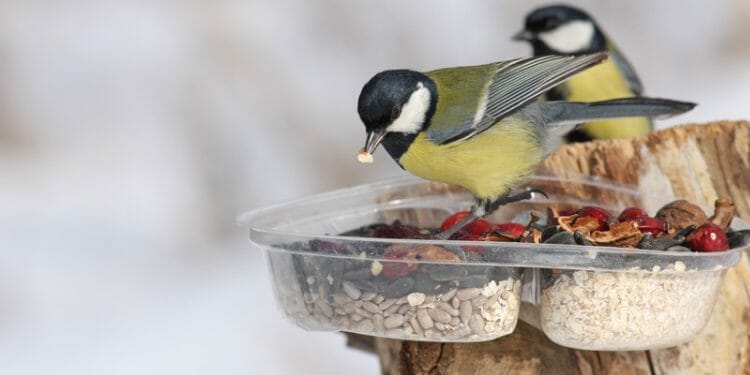 bird eating chia seeds