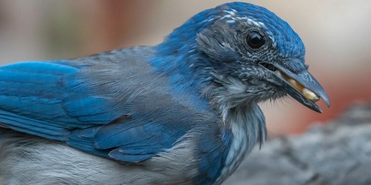 do birds eat popcorn seeds