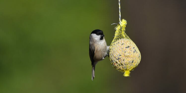 do birds eat popcorn seeds