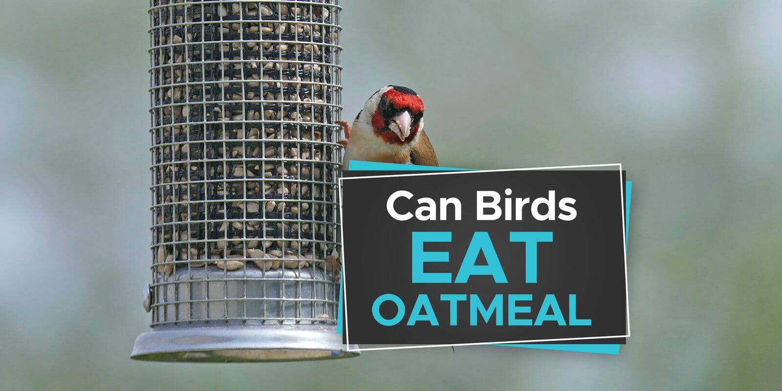 can birds eat oatmeal