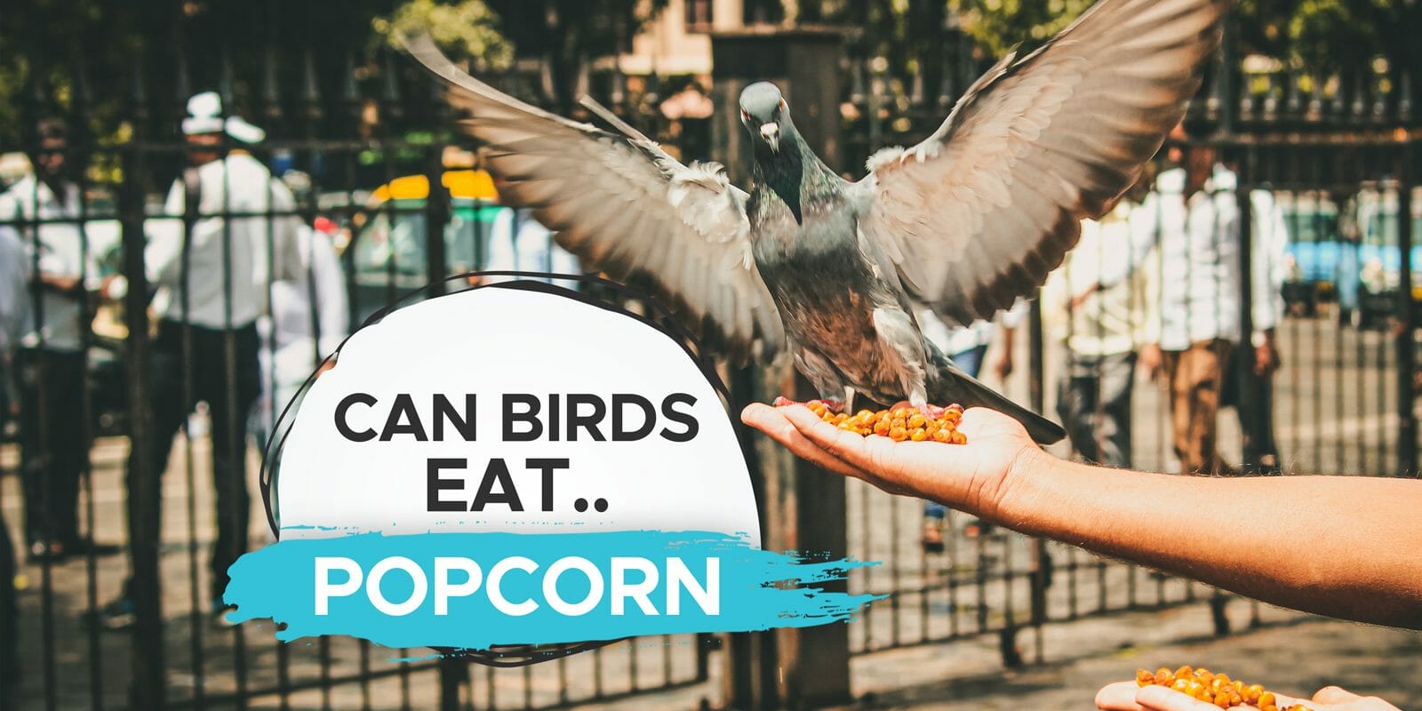 can birds eat popcorn kernels