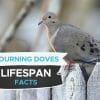 how long do mourning doves live
