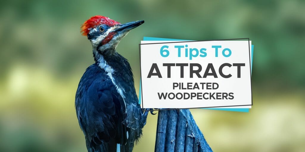 How To Attract Pileated Woodpeckers [6 Simple Tips To Follow ...