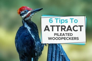 how to attract pileated woodpeckers