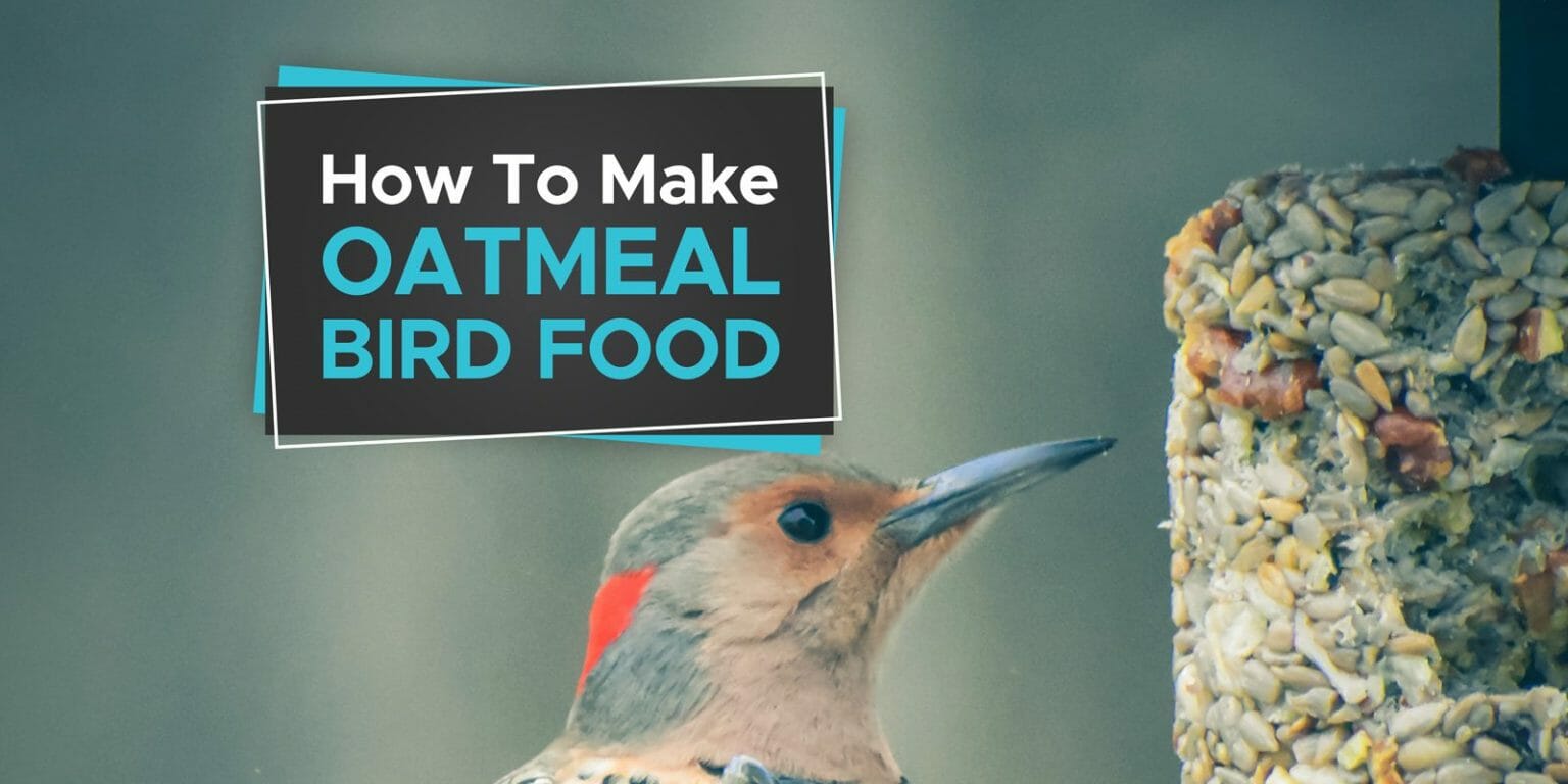 How To Make Bird Food With Oatmeal [6 Simple Methods!] Birdwatching Buzz