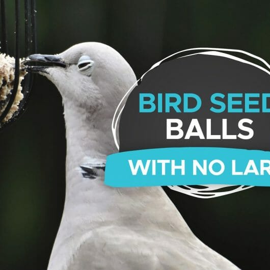 Can Birds Eat Oatmeal? [Cooked or Uncooked?] Birdwatching Buzz