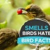what smells do birds hate