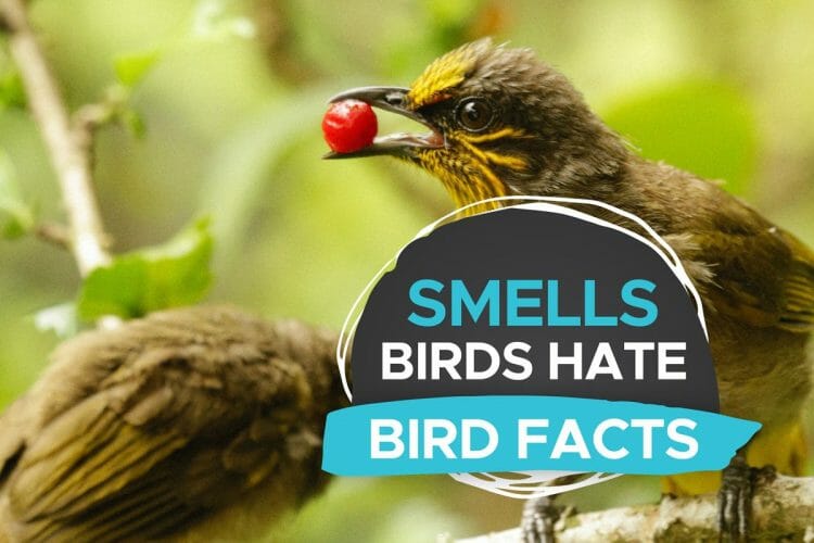 General Facts Archives - Birdwatching Buzz