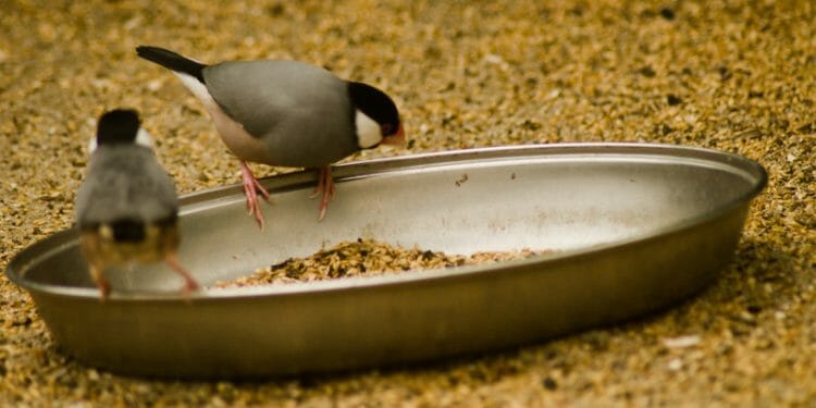 oatmeal bird feeder