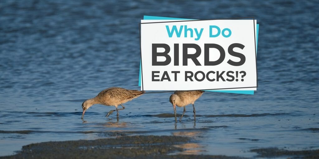 Why Do Birds Eat Rocks? [Learn About Gizzards!] Birdwatching Buzz