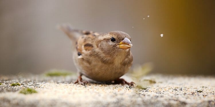 do birds eat flax seeds