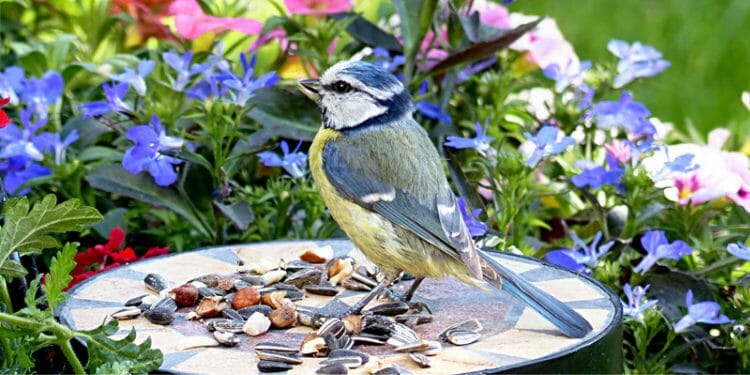 do birds eat flax seeds