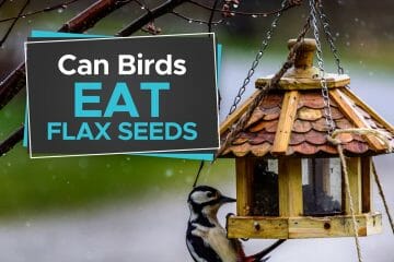 can birds eat flax seeds