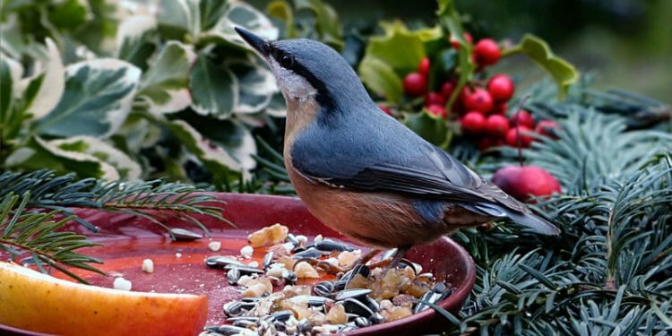 do birds eat flax seeds