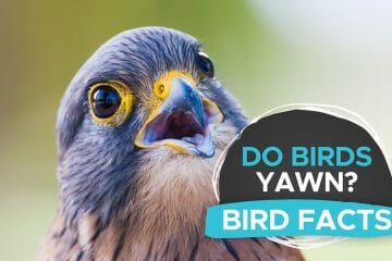 do birds yawn