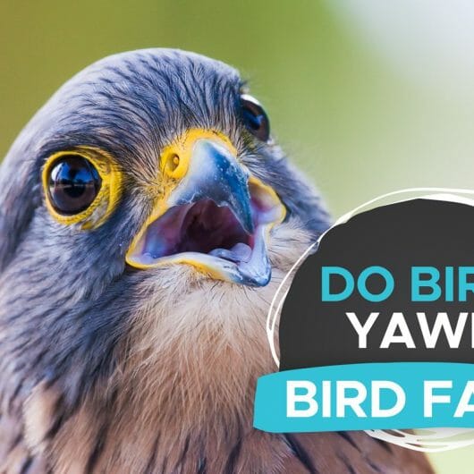 Can Birds Eat Flax Seeds? [Yes, But There's More To It