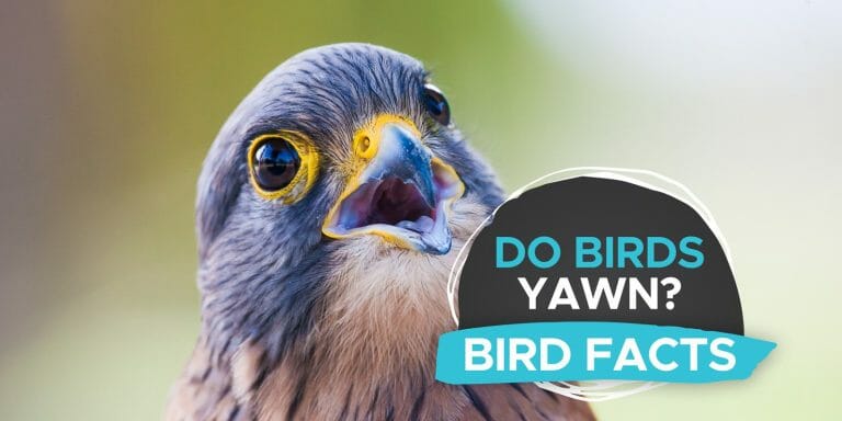 Do Birds Yawn? [Yes, But What Do They Mean?] - Birdwatching Buzz