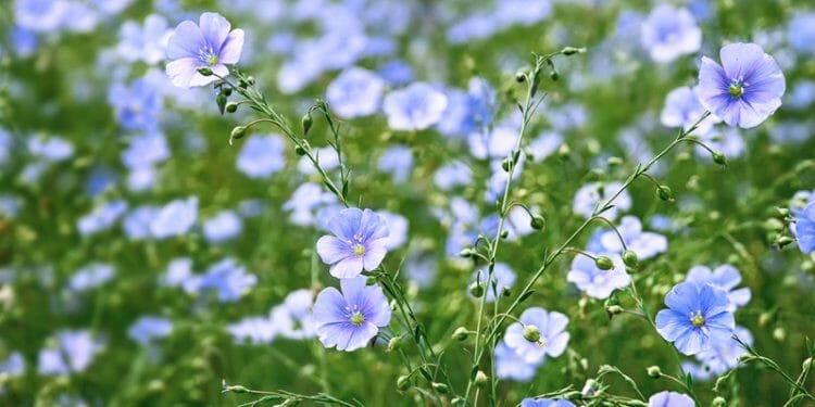 do birds eat linseed