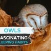 how do owls sleep