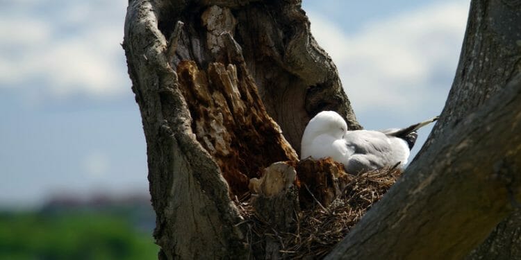 Where Do Seagulls Sleep? [Interesting Sleeping Habits!] - Birdwatching Buzz