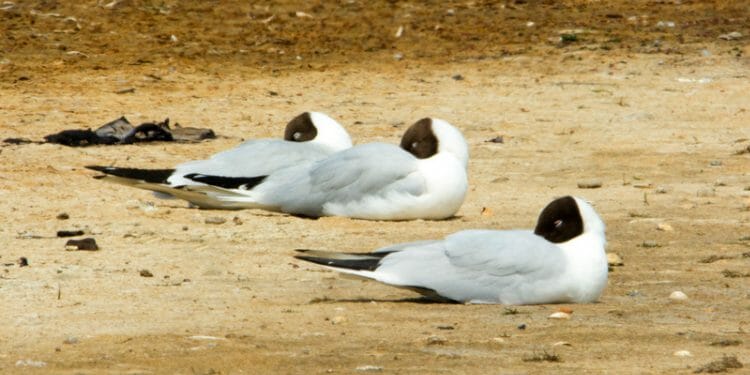 Where Do Seagulls Sleep? [Interesting Sleeping Habits!] - Birdwatching Buzz