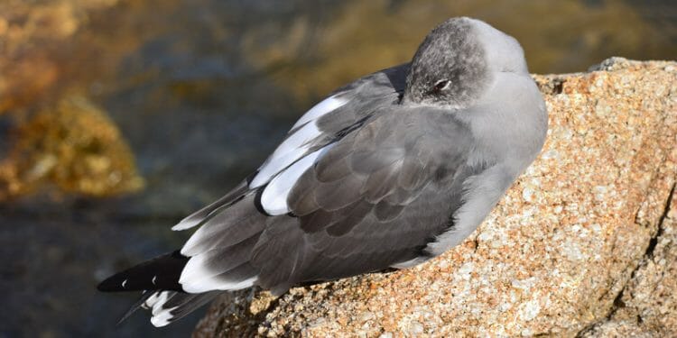 Where Do Seagulls Sleep? [Interesting Sleeping Habits!] - Birdwatching Buzz