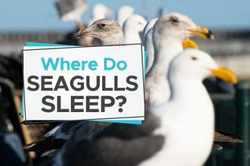 where do seagulls sleep