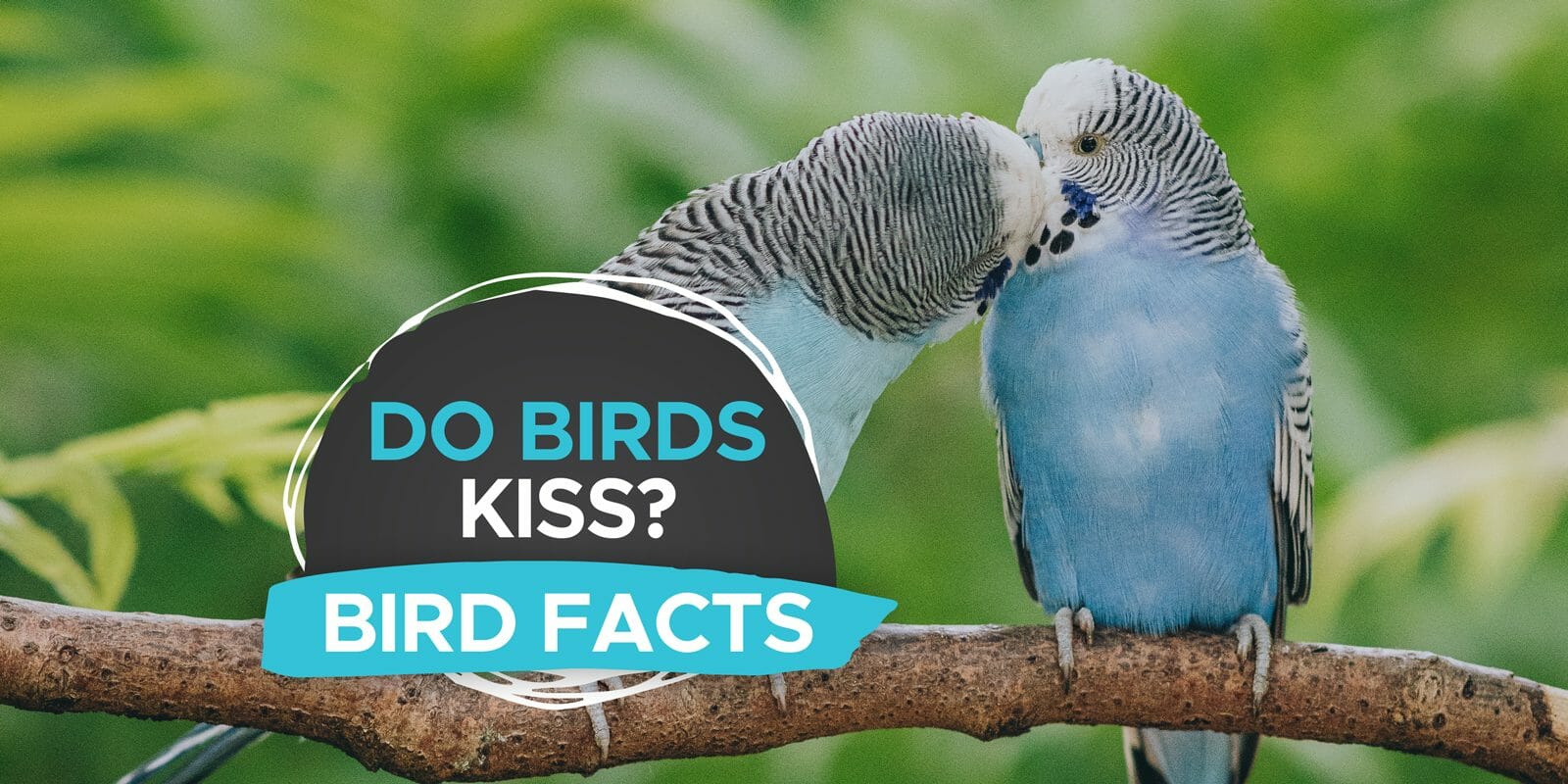 do birds kiss