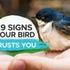 signs your bird trusts you