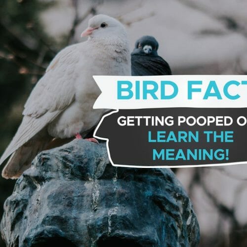 19 Signs Your Bird Trusts You! [Bonding With Your Bird] Birdwatching Buzz