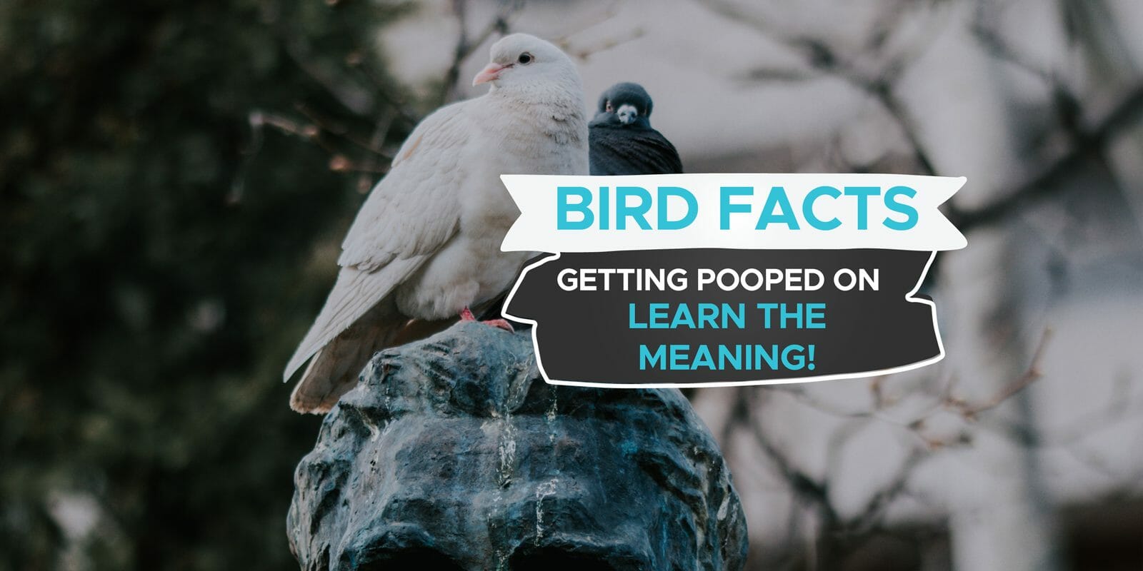 what-does-it-mean-when-birds-poop-on-your-car