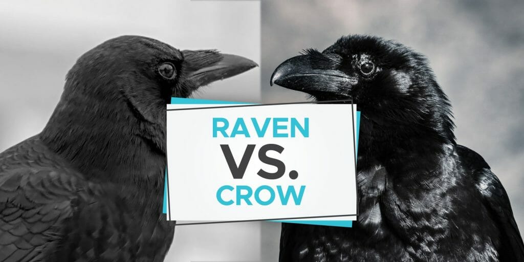 Raven vs Crow: The Fascinating Differences! - Birdwatching Buzz