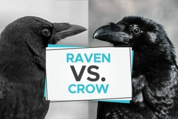 raven vs crow