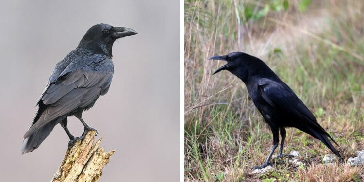 Raven vs Crow: The Fascinating Differences! - Birdwatching Buzz