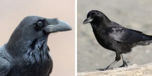 Raven vs Crow: The Fascinating Differences! - Birdwatching Buzz