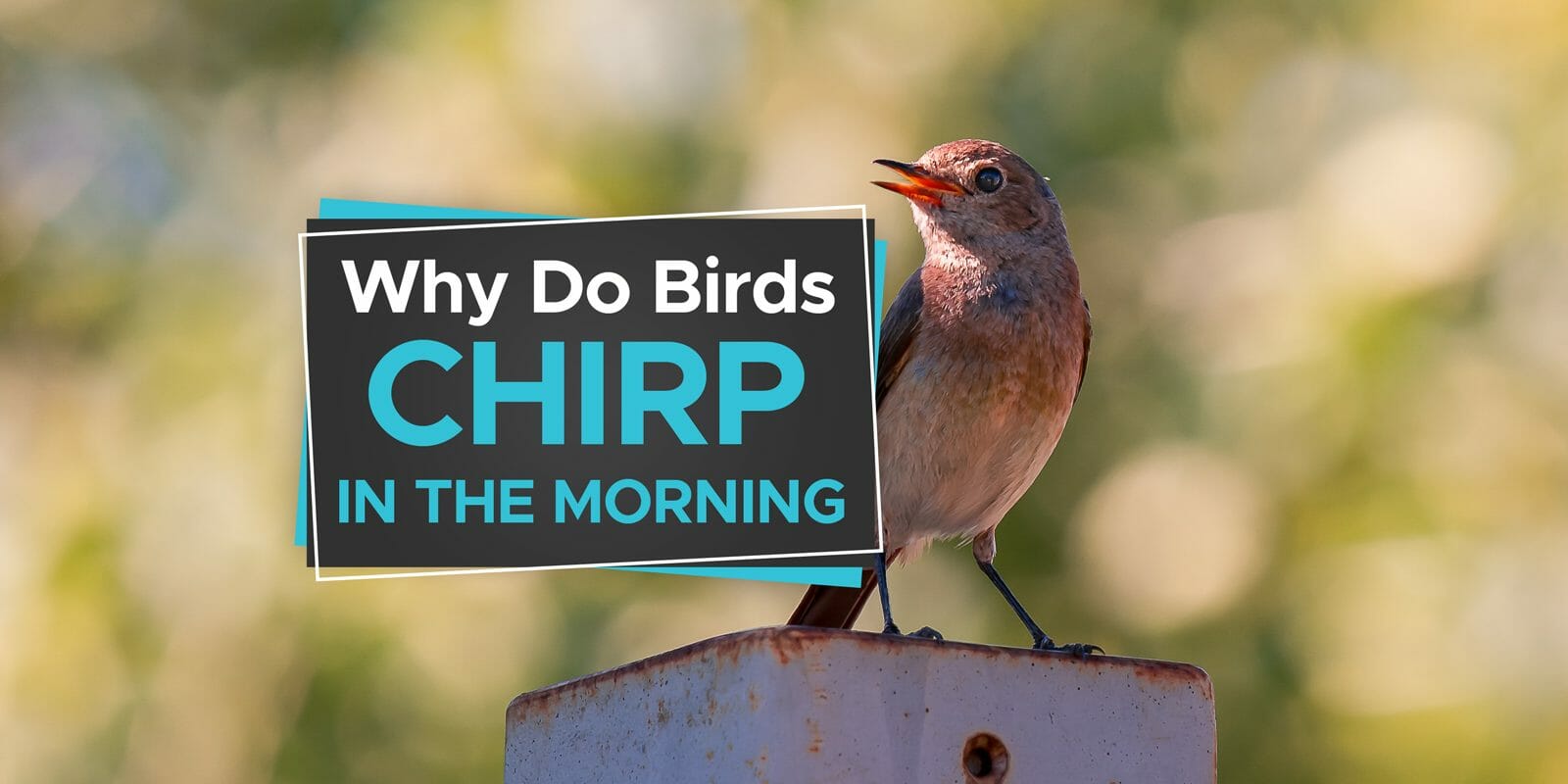 why do birds chirp in the morning