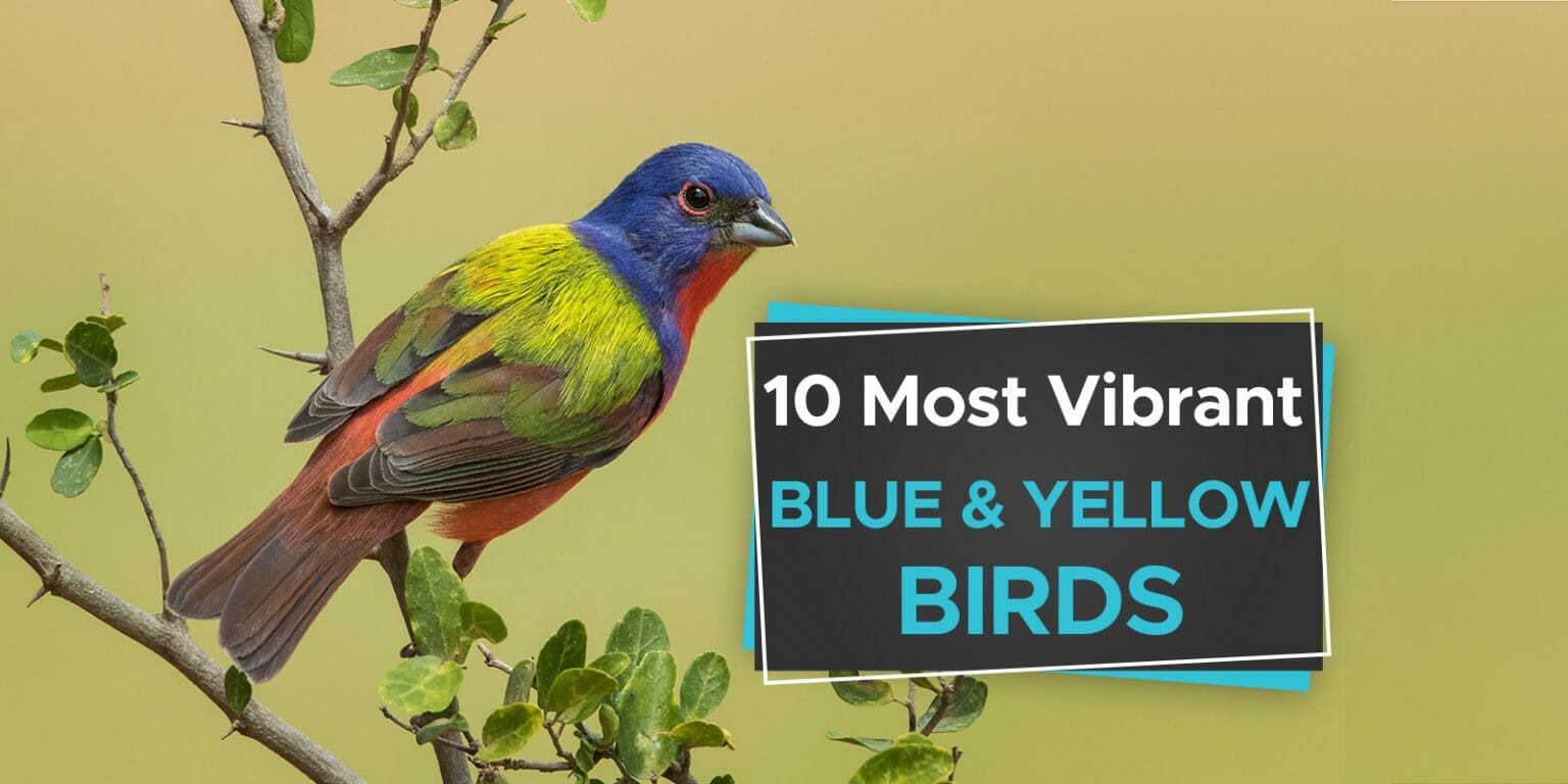 10 Most Vibrant Blue and Yellow Birds [Pictures & Guide] Birdwatching