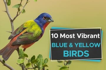 blue and yellow birds