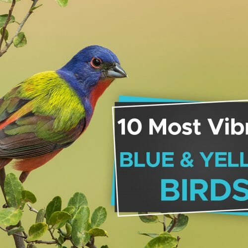 7 Stunning Yellow and Black Birds [It's Not a Bumblebee ...