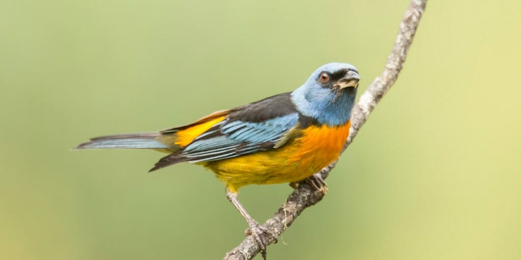 blue-and-yellow tanager
