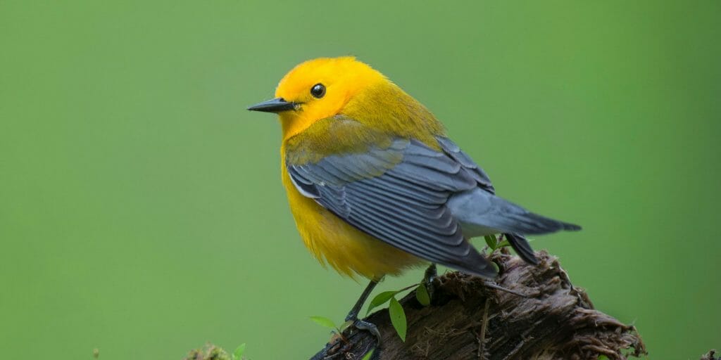 prothonotary warblers
