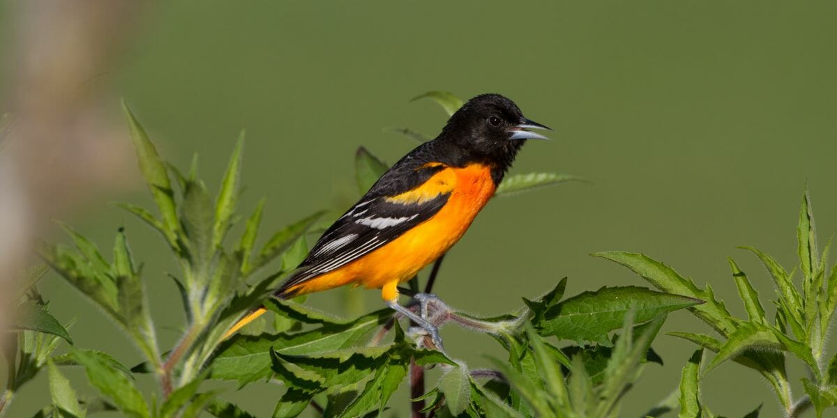 7 Stunning Yellow and Black Birds [It's Not a Bumblebee ...