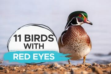 birds with red eyes