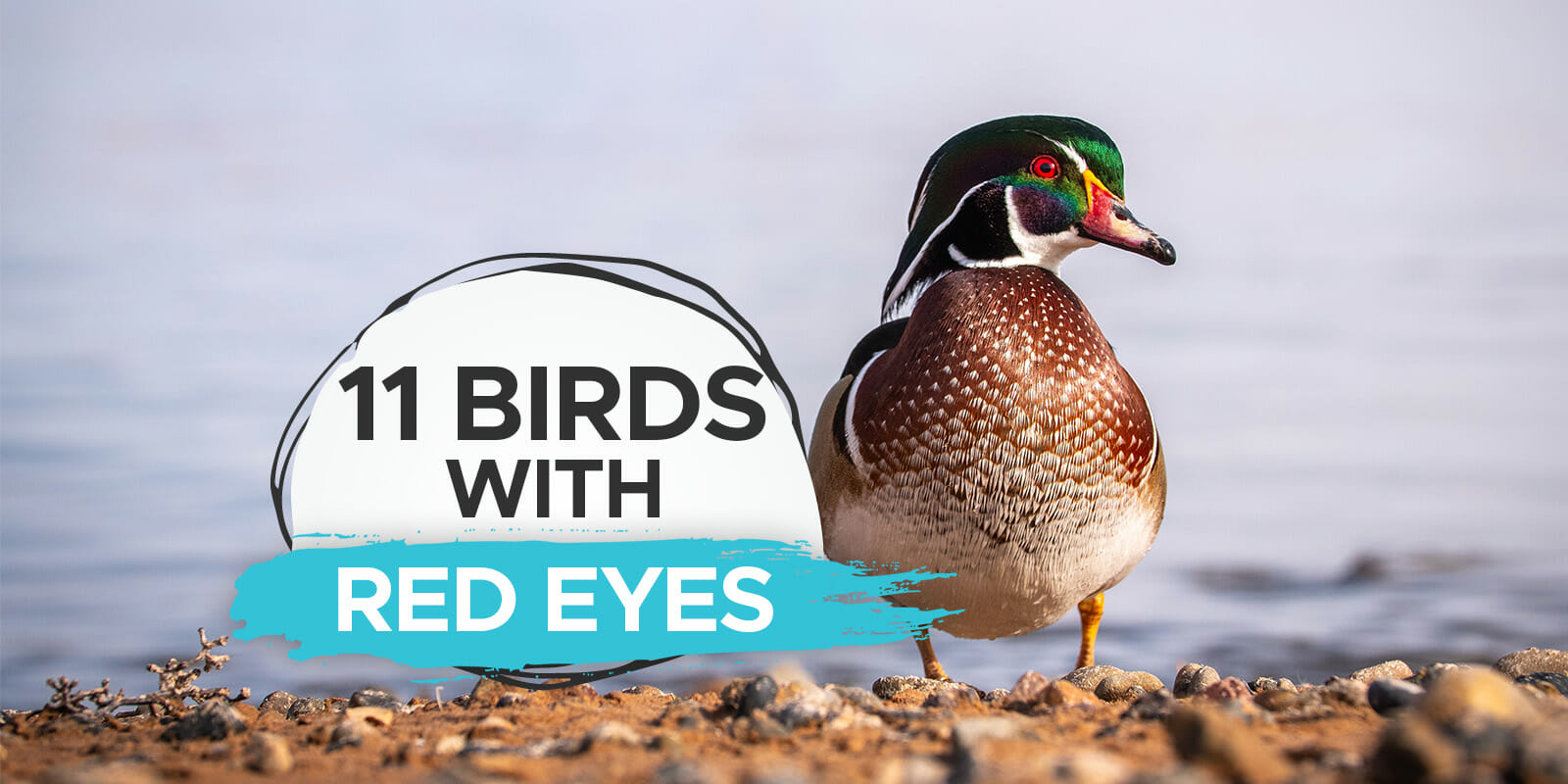11 Stunning Birds with Red Eyes [Pictures & Guide] - Buzz