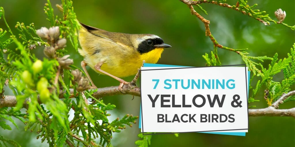 yellow and black birds