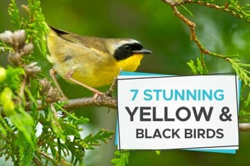 black and yellow birds