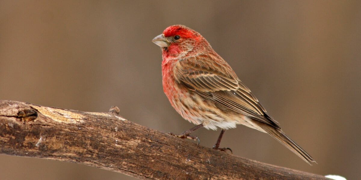 15-birds-with-red-heads-and-where-to-find-them-pictures-guide